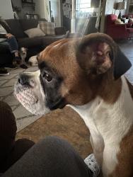 Lost Male Dog last seen Red bluff and Burke, Pasadena, TX 77506