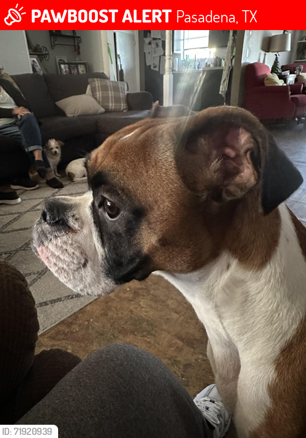 Lost Male Dog last seen Red bluff and Burke, Pasadena, TX 77506