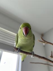 Lost Male Bird last seen Durfee and Valley Blvd, El Monte, CA 91732