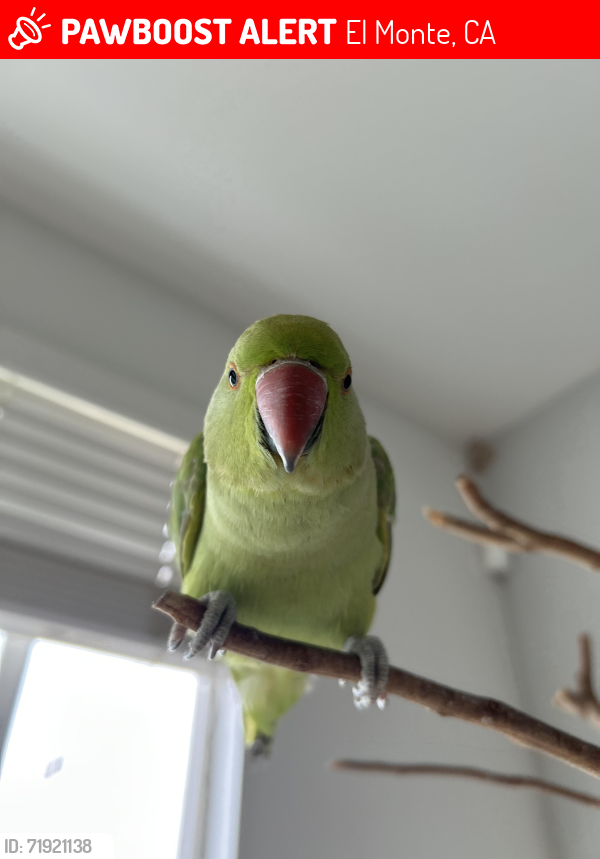 Lost Male Bird last seen Durfee and Valley Blvd, El Monte, CA 91732