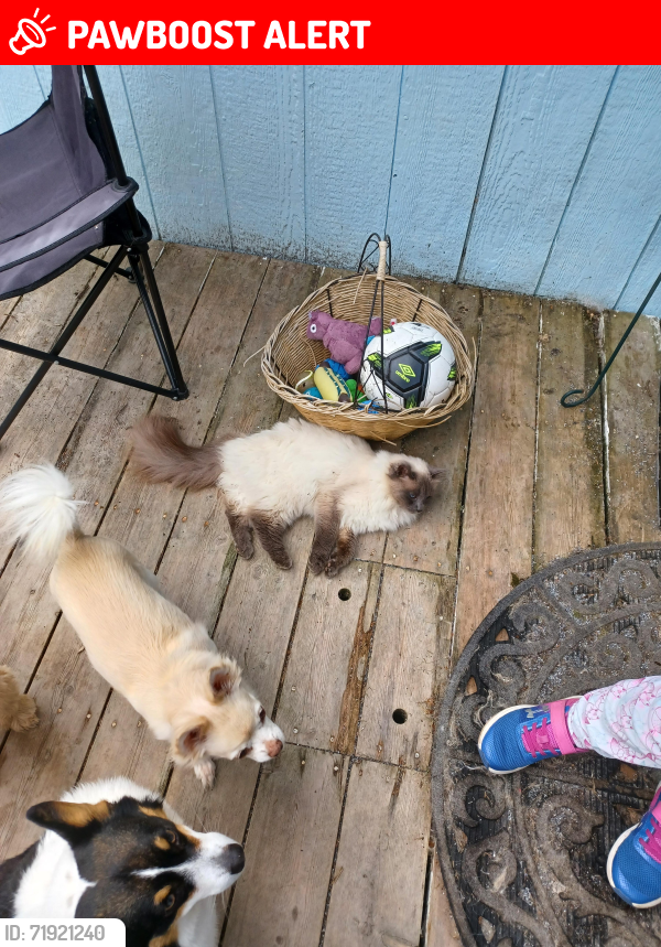 Lost Female Cat last seen 8 mile Creek Rd, Northwest Pensacola, FL 32526