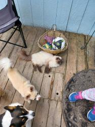 Lost Female Cat last seen 8 mile Creek Rd, Northwest Pensacola, FL 32526