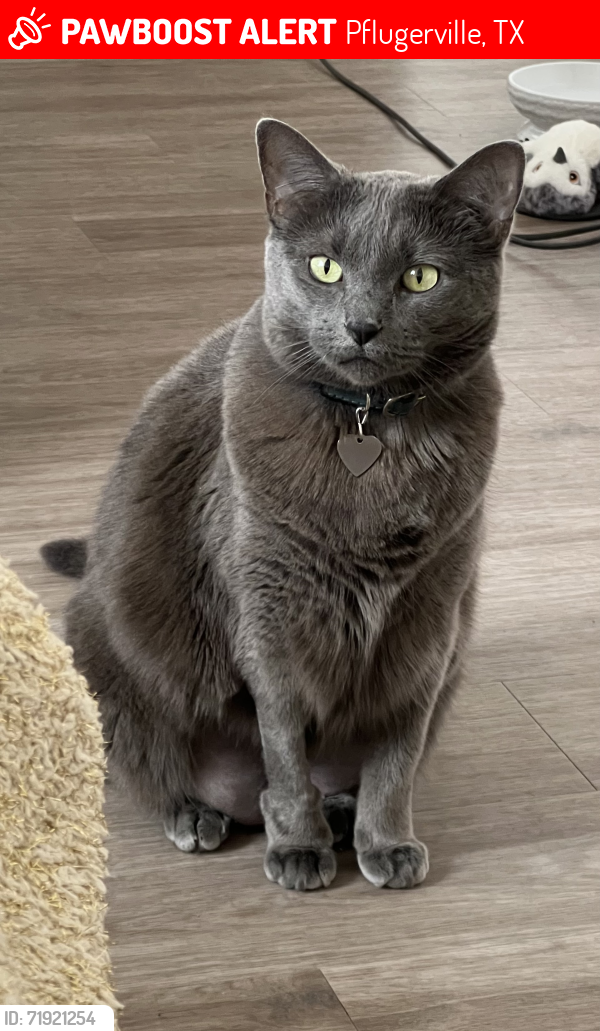 Lost Female Cat last seen Rolling Creek Rd & Sika Deer Dr, Pflugerville, TX 78660