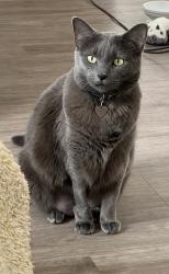 Lost Female Cat last seen Rolling Creek Rd & Sika Deer Dr, Pflugerville, TX 78660