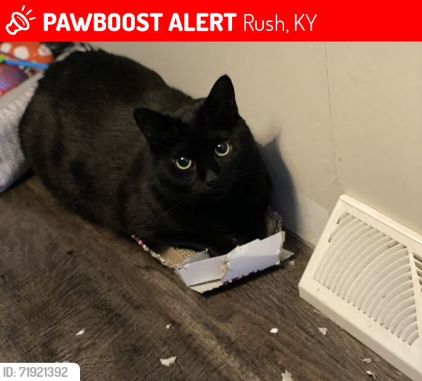 Lost Male Cat last seen Old us 60, Rush, KY 41168