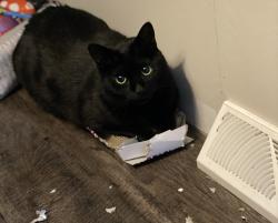 Lost Male Cat last seen Old us 60, Rush, KY 41168