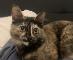 Lost Female Cat last seen Elkhart Campgroung , Elkhart, IN 46516
