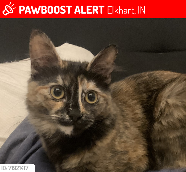 Lost Female Cat last seen Elkhart Campgroung , Elkhart, IN 46516