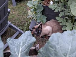 Lost Male Cat last seen Pineglen Rd, Lakeland, FL 33809