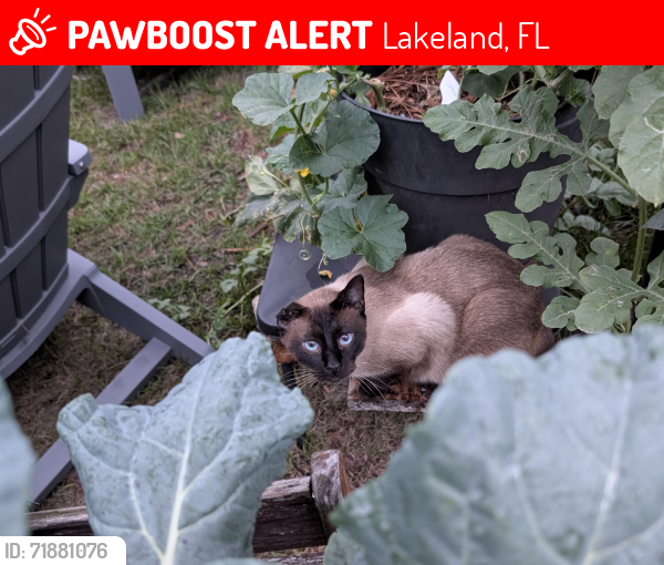 Lost Male Cat last seen Pineglen Rd, Lakeland, FL 33809