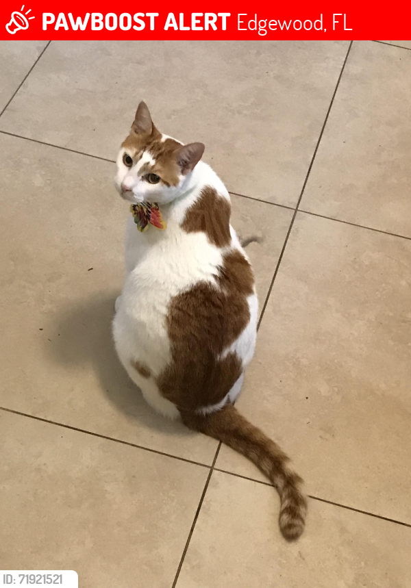 Lost Female Cat last seen Stratemeyer Dr between Oak Ridge Rd and Orange Ave. Lake Jessamine Eatates, Edgewood, FL 32806