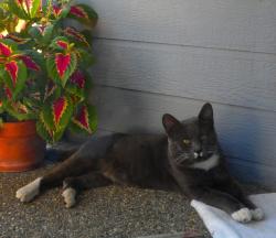Found/Stray Male Cat last seen Fancher Heights Blvd, East Wenatchee (near Super Oval) Badger Mnt Rd., Douglas County, WA 98802