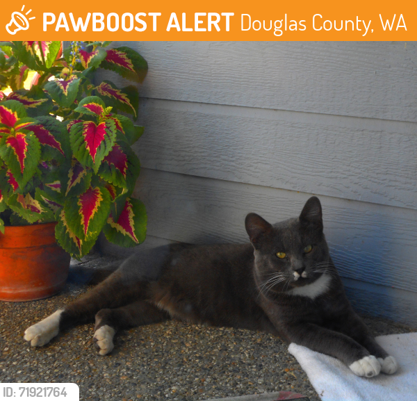 Found/Stray Male Cat last seen Fancher Heights Blvd, East Wenatchee (near Super Oval) Badger Mnt Rd., Douglas County, WA 98802