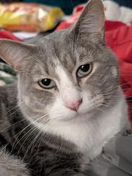 Lost Male Cat last seen Arbors apmts on NW Hillery close to Wilshire, Burleson, TX 76028