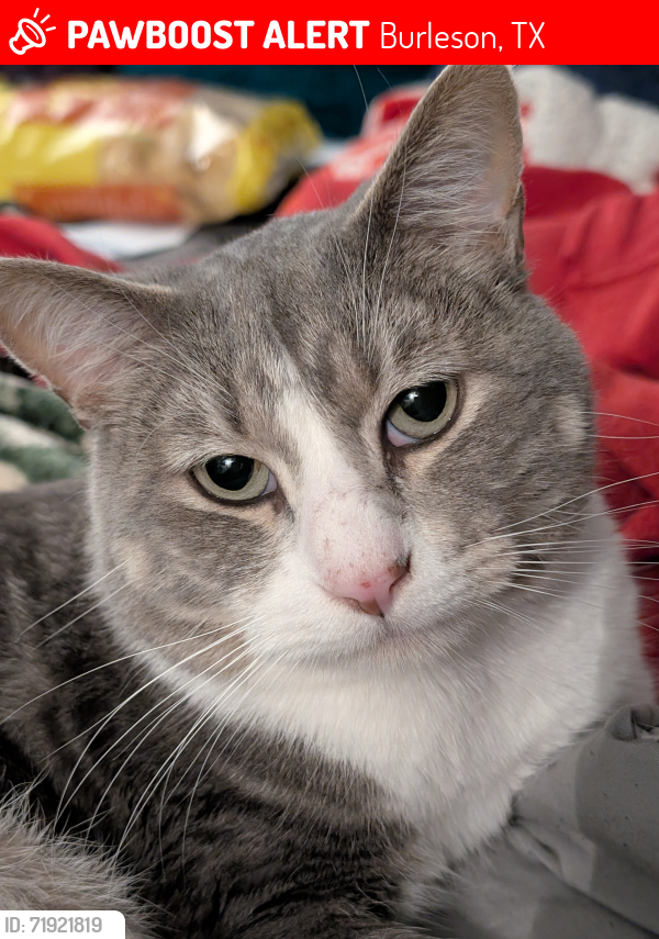 Lost Male Cat last seen Arbors apmts on NW Hillery close to Wilshire, Burleson, TX 76028