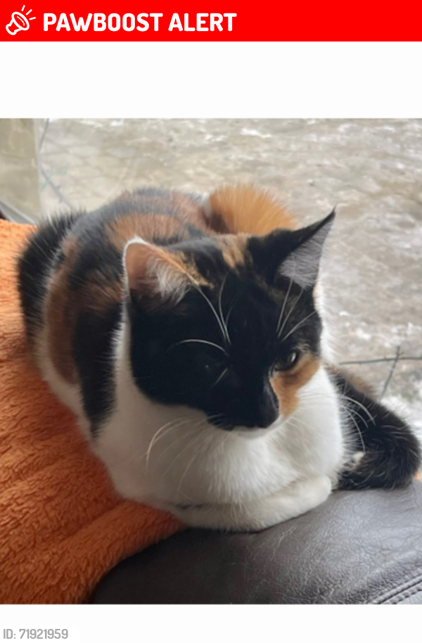 Lost Female Cat last seen Acorn way Sheffield S6, South Yorkshire, England S6