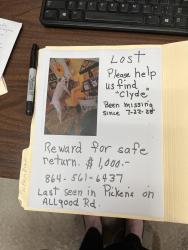 Lost Male Dog last seen Flea market, Pickens, SC 29671