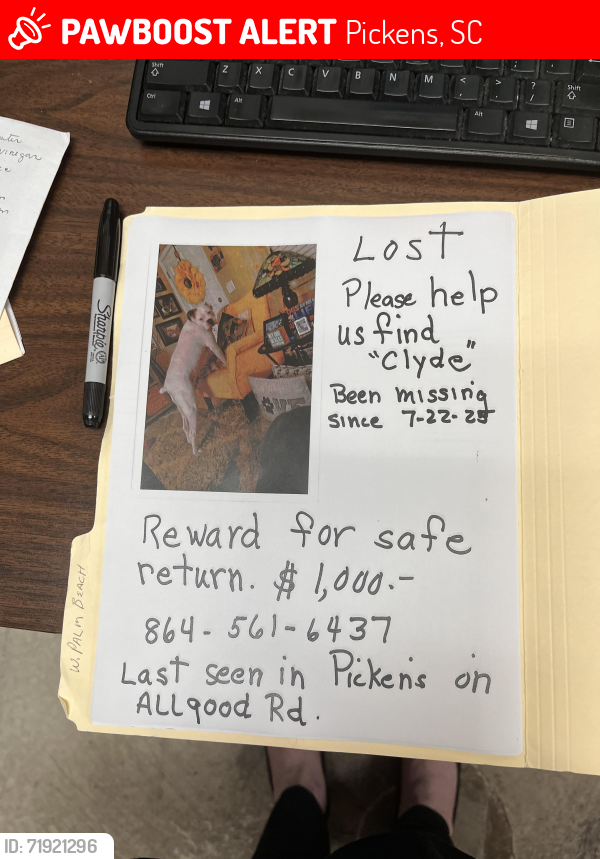 Lost Male Dog last seen Flea market, Pickens, SC 29671