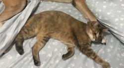 Lost Female Cat last seen Near Kingston street, Redbank. Behind the post office., Chattanooga, TN 37415