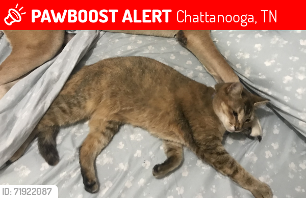 Lost Female Cat last seen Near Kingston street, Redbank. Behind the post office., Chattanooga, TN 37415
