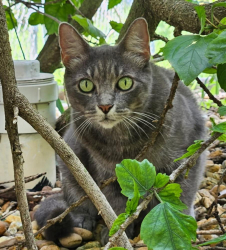 Lost Female Cat last seen NE 18th Street and NE 20th Avenue , Cape Coral, FL 33909
