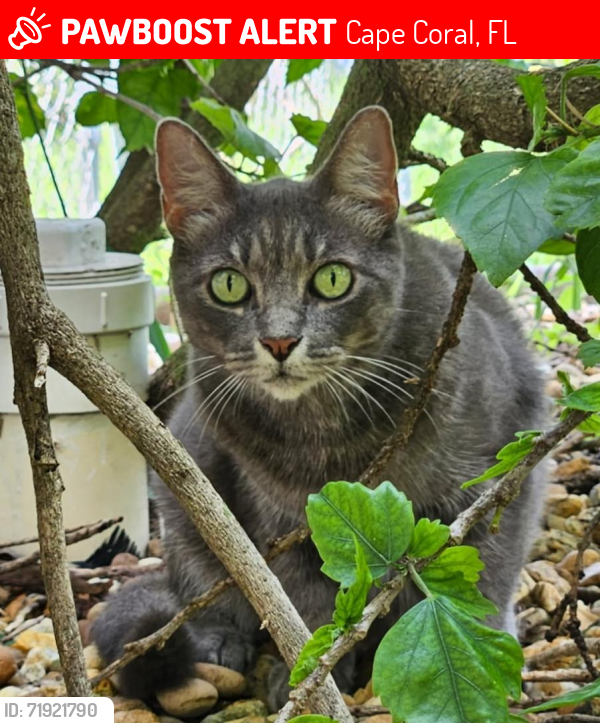 Lost Female Cat last seen NE 18th Street and NE 20th Avenue , Cape Coral, FL 33909