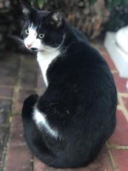 Lost Male Cat last seen Jillian’s Forest Way off Pleasant Valley Rd in Centreville just past the school, Bull Run, VA 20120
