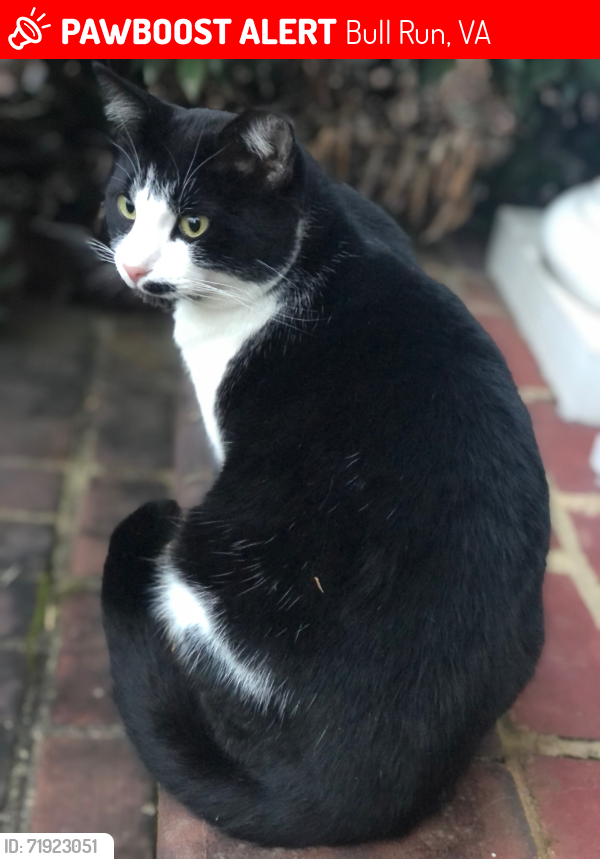 Lost Male Cat last seen Jillian’s Forest Way off Pleasant Valley Rd in Centreville just past the school, Bull Run, VA 20120