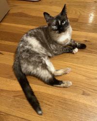 Lost Female Cat last seen Alhambra & McKinley (Democracy Alley), Sacramento, CA 95816