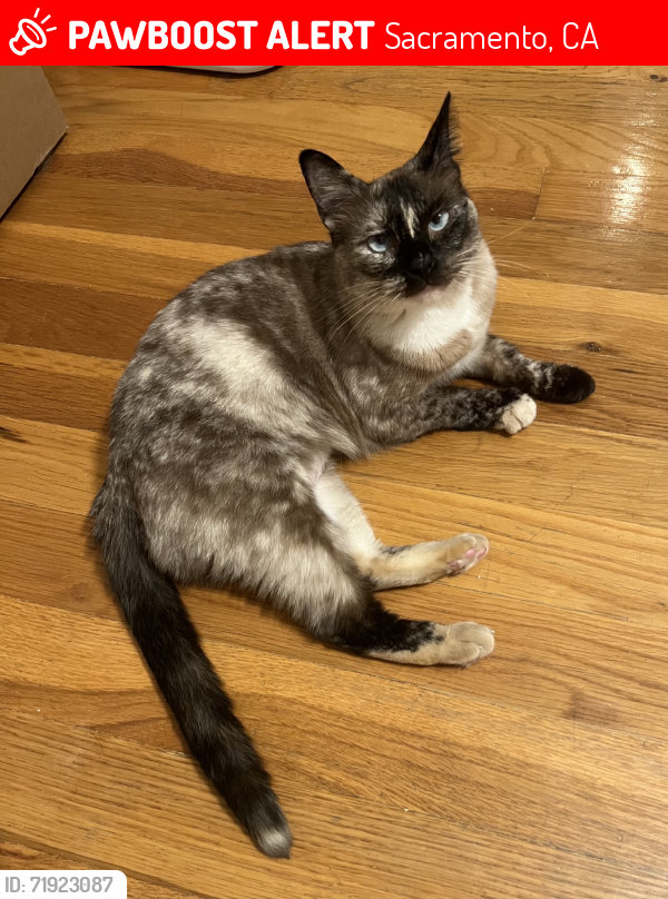 Lost Female Cat last seen Alhambra & McKinley (Democracy Alley), Sacramento, CA 95816