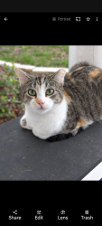 Lost Female Cat last seen SFA Middle School , Bryan, TX 77803