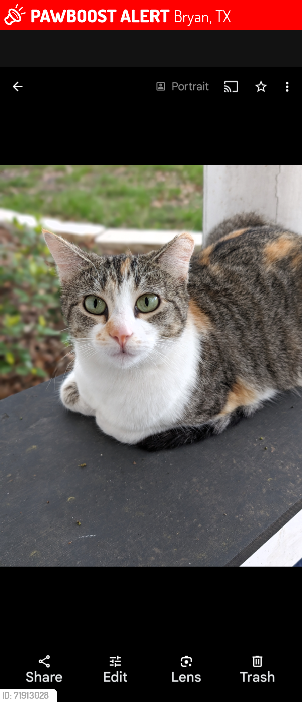 Lost Female Cat last seen SFA Middle School , Bryan, TX 77803