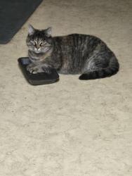 Lost Female Cat last seen Thrall Rd, Cambria, NY 14094