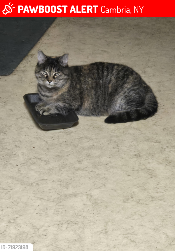Lost Female Cat last seen Thrall Rd, Cambria, NY 14094