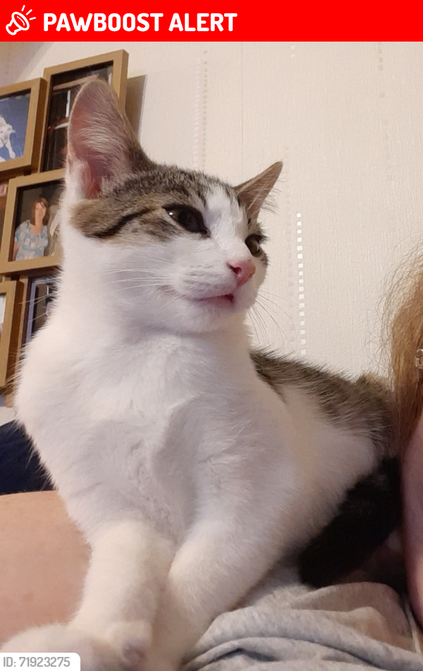 Lost Male Cat last seen Melbourne Avenue and Bush Avenue , Newington, England CT12