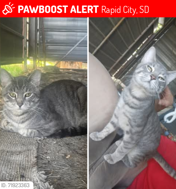 Lost Male Cat last seen Sonesta hotel, Rapid City, SD 57702