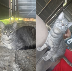 Lost Male Cat last seen Sonesta hotel, Rapid City, SD 57702