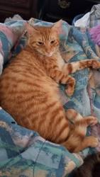 Lost Male Cat last seen Harris rd, Lula, GA 30554