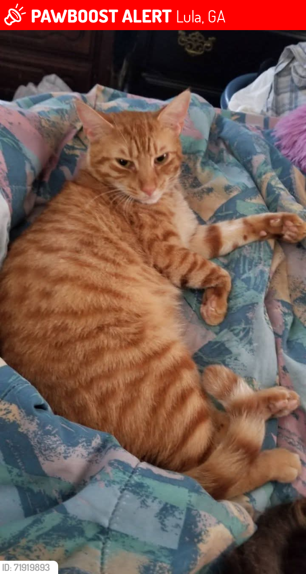 Lost Male Cat last seen Harris rd, Lula, GA 30554