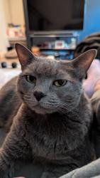 Lost Female Cat last seen Yale Rd and Midtown Way , Chilliwack, BC V2P 0G7