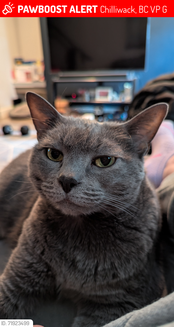 Lost Female Cat last seen Yale Rd and Midtown Way , Chilliwack, BC V2P 0G7