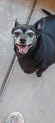 Lost Female Dog last seen Reno Ave and El tovar, Tucson, AZ 85705