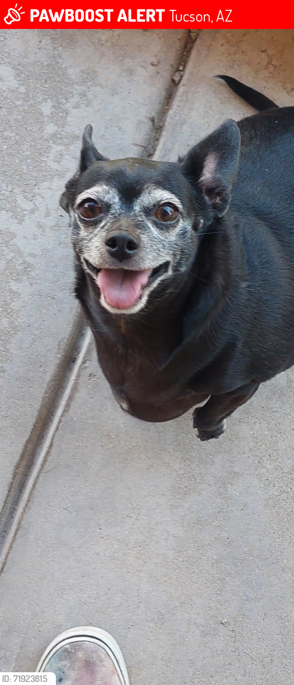 Lost Female Dog last seen Reno Ave and El tovar, Tucson, AZ 85705