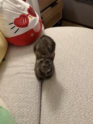 Lost Female Cat last seen Bovina drive and Carmine, Leander, TX 78641