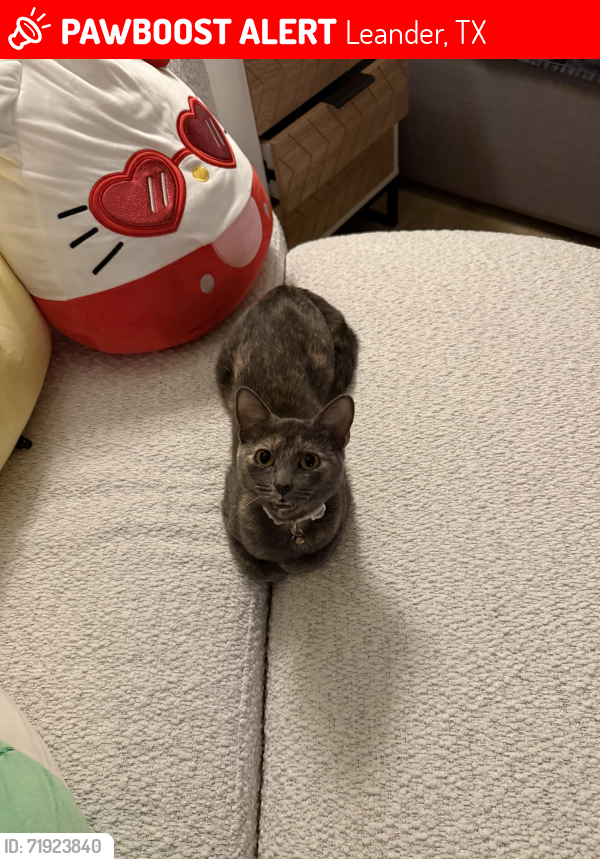 Lost Female Cat last seen Bovina drive and Carmine, Leander, TX 78641