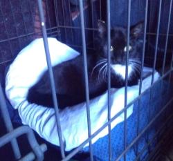 Lost Female Cat last seen Woodbine Ave and 50th Ave , Sacramento, CA 95822