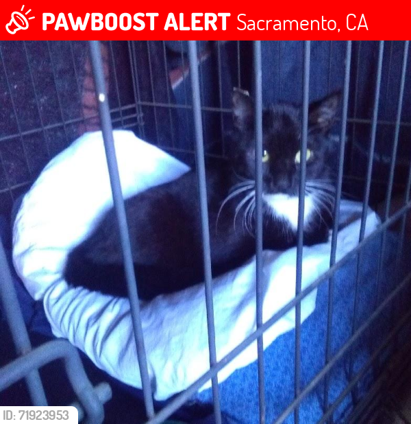 Lost Female Cat last seen Woodbine Ave and 50th Ave , Sacramento, CA 95822