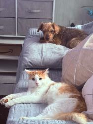 Lost Male Cat last seen Barlow road levenshulme manchester, Greater Manchester, England M19 3JF