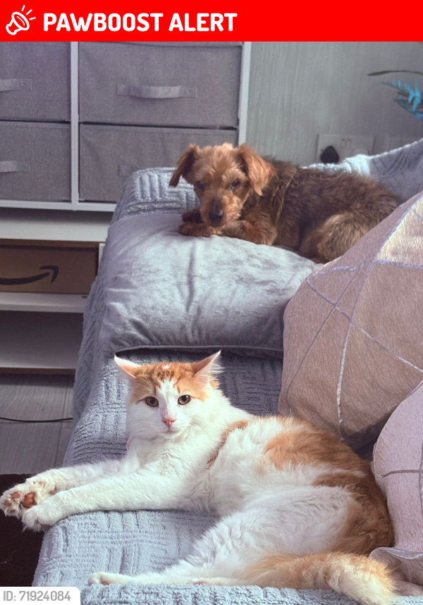 Lost Male Cat last seen Barlow road levenshulme manchester, Greater Manchester, England M19 3JF