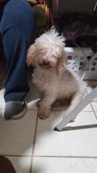 Reunited Male Dog last seen Longmont and Platte trail, San Antonio, TX 78245